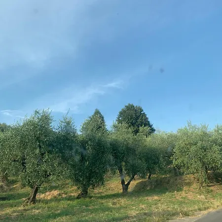Il Gatto E La Volpe 2 Коллоди